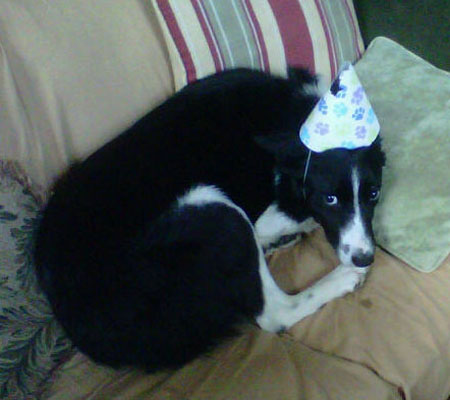 I do not like my birthday hat.